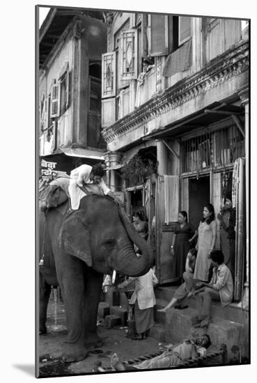 An Elephant Collects Tips from the Prostitutes on Falkland Road for Good Luck, Mumbai, 1980-null-Mounted Photographic Print