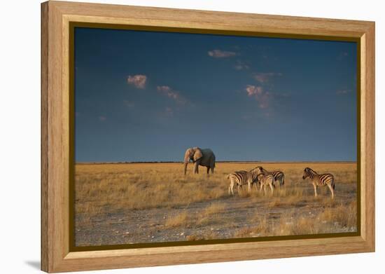 An Elephant, Loxodonta Africana, and Zebras in Grassland at Sunset-Alex Saberi-Framed Premier Image Canvas