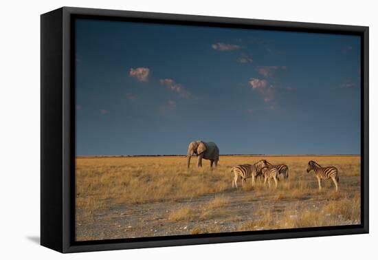 An Elephant, Loxodonta Africana, and Zebras in Grassland at Sunset-Alex Saberi-Framed Premier Image Canvas