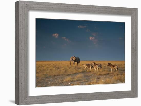 An Elephant, Loxodonta Africana, and Zebras in Grassland at Sunset-Alex Saberi-Framed Photographic Print