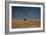 An Elephant, Loxodonta Africana, and Zebras in Grassland at Sunset-Alex Saberi-Framed Photographic Print