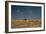 An Elephant, Loxodonta Africana, and Zebras in Grassland at Sunset-Alex Saberi-Framed Photographic Print