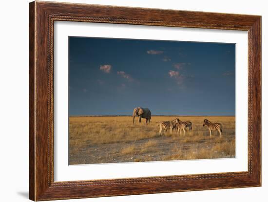 An Elephant, Loxodonta Africana, and Zebras in Grassland at Sunset-Alex Saberi-Framed Photographic Print