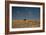 An Elephant, Loxodonta Africana, and Zebras in Grassland at Sunset-Alex Saberi-Framed Photographic Print