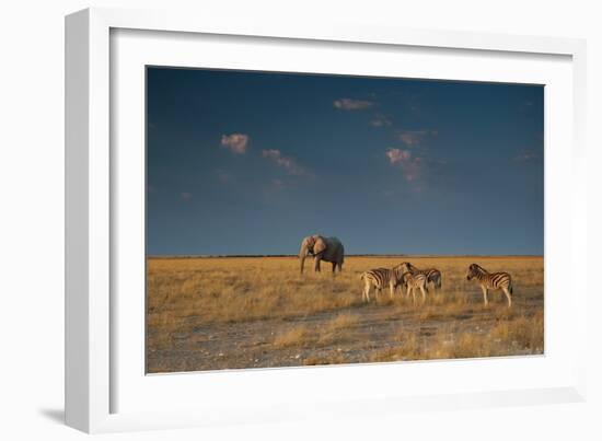 An Elephant, Loxodonta Africana, and Zebras in Grassland at Sunset-Alex Saberi-Framed Photographic Print