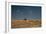 An Elephant, Loxodonta Africana, and Zebras in Grassland at Sunset-Alex Saberi-Framed Photographic Print