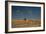 An Elephant, Loxodonta Africana, and Zebras in Grassland at Sunset-Alex Saberi-Framed Photographic Print