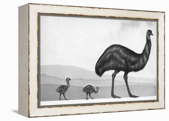 An Emu with Her Chicks-English School-Framed Premier Image Canvas