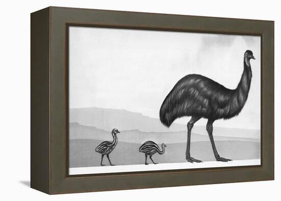 An Emu with Her Chicks-English School-Framed Premier Image Canvas