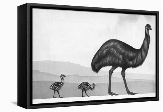 An Emu with Her Chicks-English School-Framed Premier Image Canvas