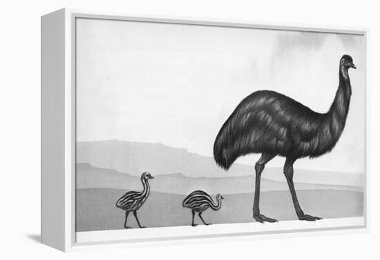 An Emu with Her Chicks-English School-Framed Premier Image Canvas