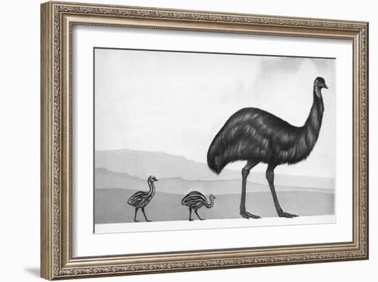 An Emu with Her Chicks-English School-Framed Giclee Print