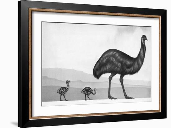 An Emu with Her Chicks-English School-Framed Giclee Print