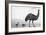 An Emu with Her Chicks-English School-Framed Giclee Print