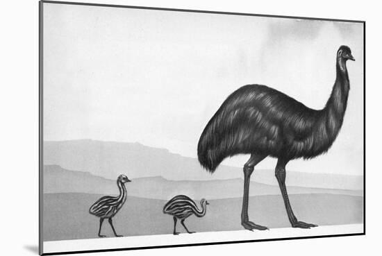 An Emu with Her Chicks-English School-Mounted Giclee Print