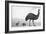 An Emu with Her Chicks-English School-Framed Giclee Print