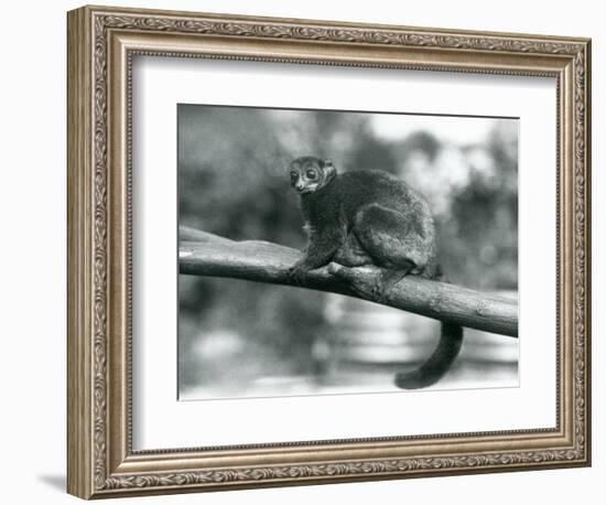 An Endangered Coquerel's Giant Mouse Lemur/Coquerel's Dwarf Lemur/Southern Giant Mouse Lemur, Resti-Frederick William Bond-Framed Giclee Print