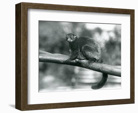 An Endangered Coquerel's Giant Mouse Lemur/Coquerel's Dwarf Lemur/Southern Giant Mouse Lemur, Resti-Frederick William Bond-Framed Giclee Print