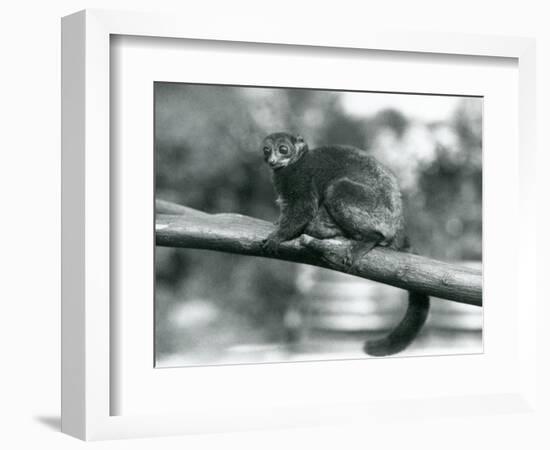 An Endangered Coquerel's Giant Mouse Lemur/Coquerel's Dwarf Lemur/Southern Giant Mouse Lemur, Resti-Frederick William Bond-Framed Giclee Print