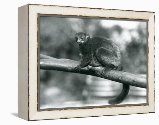 An Endangered Coquerel's Giant Mouse Lemur/Coquerel's Dwarf Lemur/Southern Giant Mouse Lemur, Resti-Frederick William Bond-Framed Premier Image Canvas