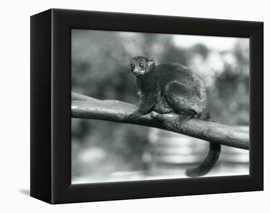 An Endangered Coquerel's Giant Mouse Lemur/Coquerel's Dwarf Lemur/Southern Giant Mouse Lemur, Resti-Frederick William Bond-Framed Premier Image Canvas