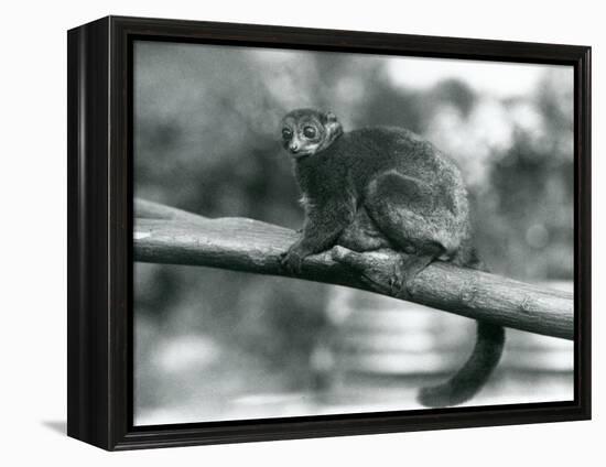 An Endangered Coquerel's Giant Mouse Lemur/Coquerel's Dwarf Lemur/Southern Giant Mouse Lemur, Resti-Frederick William Bond-Framed Premier Image Canvas