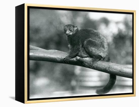 An Endangered Coquerel's Giant Mouse Lemur/Coquerel's Dwarf Lemur/Southern Giant Mouse Lemur, Resti-Frederick William Bond-Framed Premier Image Canvas