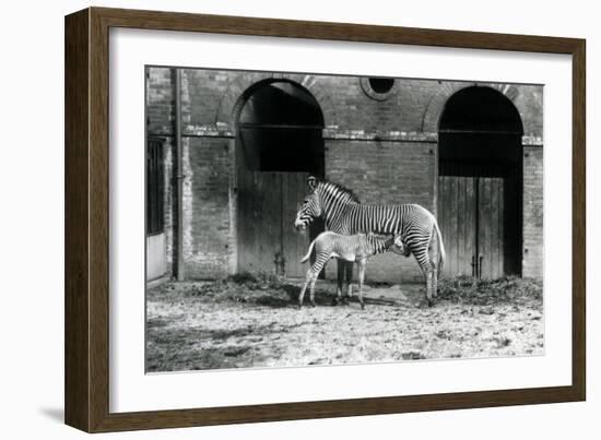 An Endangered Grevy's/Imperial Zebra, Standing Feeding Her 4 Day Old Foal, in their Paddock at Lond-Frederick William Bond-Framed Giclee Print