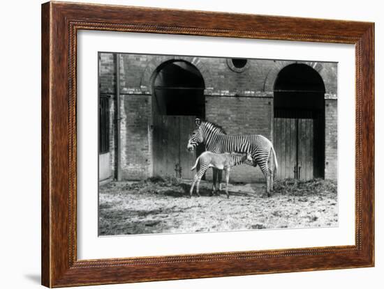 An Endangered Grevy's/Imperial Zebra, Standing Feeding Her 4 Day Old Foal, in their Paddock at Lond-Frederick William Bond-Framed Giclee Print