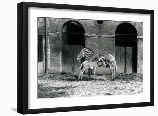 An Endangered Grevy's/Imperial Zebra, Standing Feeding Her 4 Day Old Foal, in their Paddock at Lond-Frederick William Bond-Framed Giclee Print