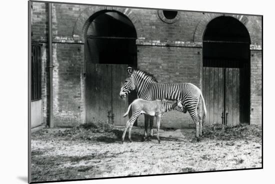 An Endangered Grevy's/Imperial Zebra, Standing Feeding Her 4 Day Old Foal, in their Paddock at Lond-Frederick William Bond-Mounted Giclee Print