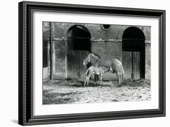 An Endangered Grevy's/Imperial Zebra, Standing Feeding Her 4 Day Old Foal, in their Paddock at Lond-Frederick William Bond-Framed Giclee Print