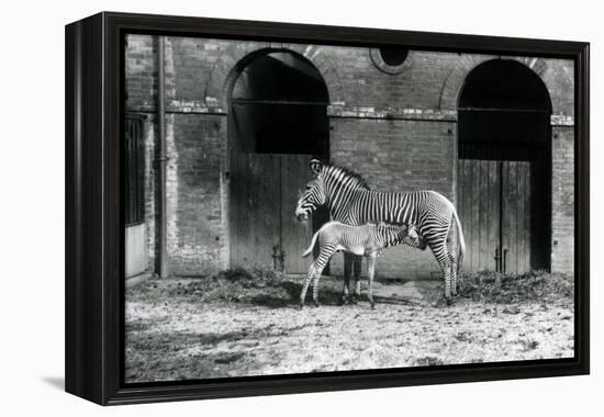 An Endangered Grevy's/Imperial Zebra, Standing Feeding Her 4 Day Old Foal, in their Paddock at Lond-Frederick William Bond-Framed Premier Image Canvas