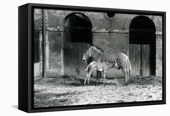 An Endangered Grevy's/Imperial Zebra, Standing Feeding Her 4 Day Old Foal, in their Paddock at Lond-Frederick William Bond-Framed Premier Image Canvas