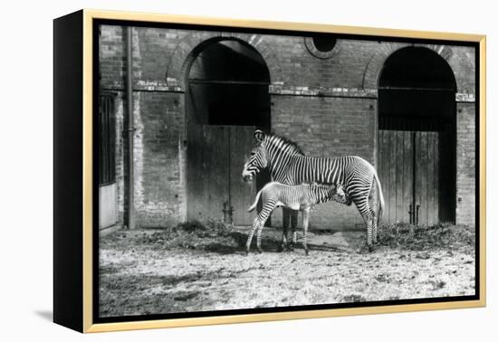 An Endangered Grevy's/Imperial Zebra, Standing Feeding Her 4 Day Old Foal, in their Paddock at Lond-Frederick William Bond-Framed Premier Image Canvas