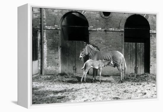 An Endangered Grevy's/Imperial Zebra, Standing Feeding Her 4 Day Old Foal, in their Paddock at Lond-Frederick William Bond-Framed Premier Image Canvas