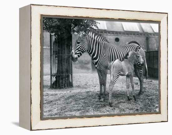 An Endangered Grevy's/Imperial Zebra, Standing with Her 4 Day Old Foal, in their Paddock at London-Frederick William Bond-Framed Premier Image Canvas