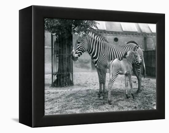An Endangered Grevy's/Imperial Zebra, Standing with Her 4 Day Old Foal, in their Paddock at London-Frederick William Bond-Framed Premier Image Canvas