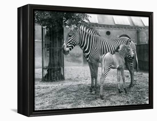 An Endangered Grevy's/Imperial Zebra, Standing with Her 4 Day Old Foal, in their Paddock at London-Frederick William Bond-Framed Premier Image Canvas