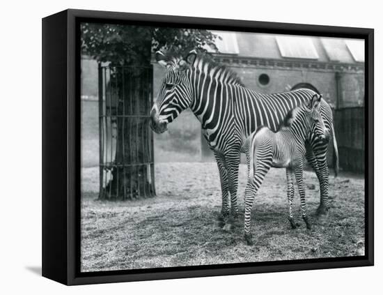 An Endangered Grevy's/Imperial Zebra, Standing with Her 4 Day Old Foal, in their Paddock at London-Frederick William Bond-Framed Premier Image Canvas