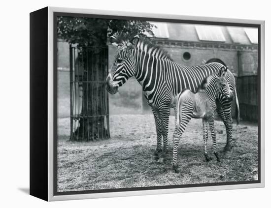 An Endangered Grevy's/Imperial Zebra, Standing with Her 4 Day Old Foal, in their Paddock at London-Frederick William Bond-Framed Premier Image Canvas