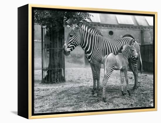 An Endangered Grevy's/Imperial Zebra, Standing with Her 4 Day Old Foal, in their Paddock at London-Frederick William Bond-Framed Premier Image Canvas