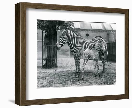 An Endangered Grevy's/Imperial Zebra, Standing with Her 4 Day Old Foal, in their Paddock at London-Frederick William Bond-Framed Giclee Print