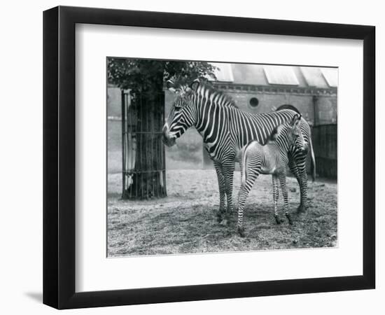 An Endangered Grevy's/Imperial Zebra, Standing with Her 4 Day Old Foal, in their Paddock at London-Frederick William Bond-Framed Giclee Print