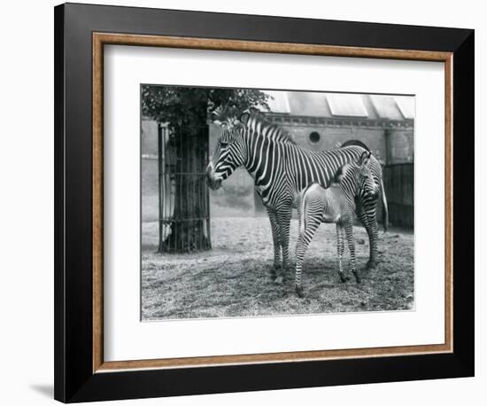 An Endangered Grevy's/Imperial Zebra, Standing with Her 4 Day Old Foal, in their Paddock at London-Frederick William Bond-Framed Giclee Print