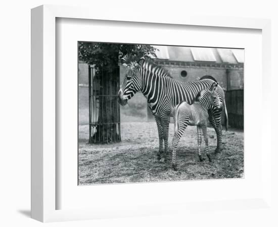 An Endangered Grevy's/Imperial Zebra, Standing with Her 4 Day Old Foal, in their Paddock at London-Frederick William Bond-Framed Giclee Print