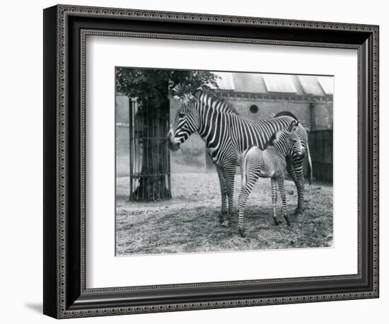 An Endangered Grevy's/Imperial Zebra, Standing with Her 4 Day Old Foal, in their Paddock at London-Frederick William Bond-Framed Giclee Print