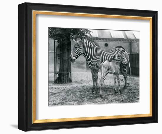 An Endangered Grevy's/Imperial Zebra, Standing with Her 4 Day Old Foal, in their Paddock at London-Frederick William Bond-Framed Giclee Print