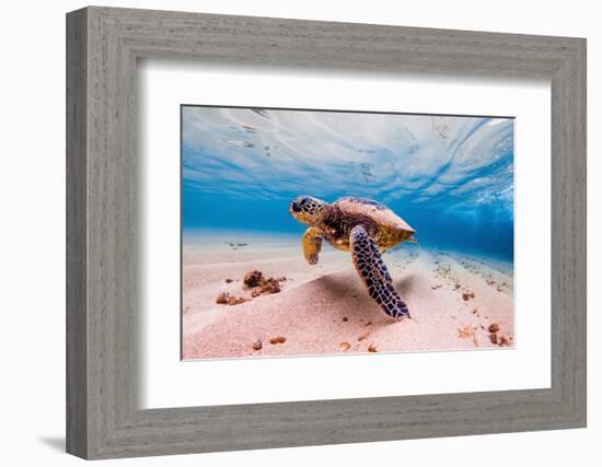 An Endangered Hawaiian Green Sea Turtle Cruises in the Warm Waters of the Pacific Ocean in Hawaii.-Shane Myers Photography-Framed Photographic Print