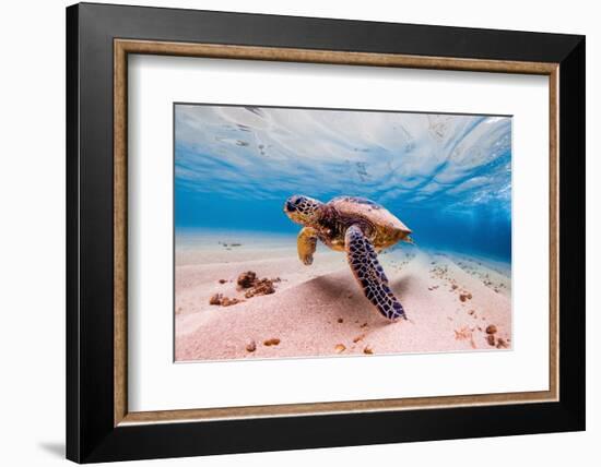 An Endangered Hawaiian Green Sea Turtle Cruises in the Warm Waters of the Pacific Ocean in Hawaii.-Shane Myers Photography-Framed Photographic Print